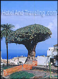 The Dragon Tree